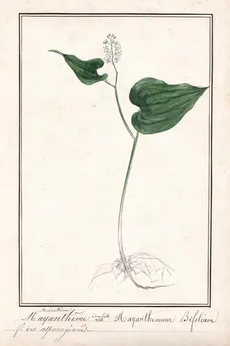 Mayantheme / Mayanthemum Bifolium - Zweiblättrige Schattenblume / Botanik botany / Blume flower / Pflanze plan