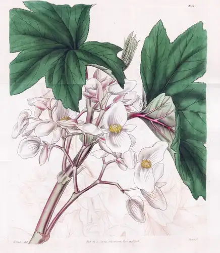 Begonia Platanifolia. Plane-Leaved Begonia. Tab. 3591 - Pflanze Planzen plant plants / flower flowers Blume Bl