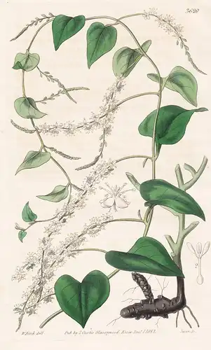 Boussingaultia Baselloides. Basella-Like Boussingaultia. Tab. 3620 - South America Südamerika / Pflanze Planze