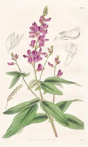 Desmodium Canadense. Canadian Desmodium. Tab. 3553 - North America Nordamerika / Pflanze Planzen plant plants