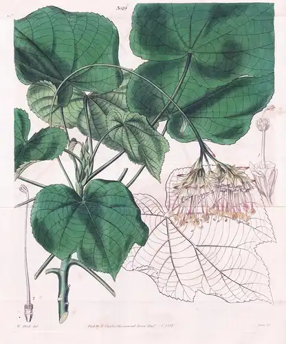 Dombeya Cannabina. Hemp Dombeya. Tab. 3619 - Madagascar / Pflanze Planzen plant plants / flower flowers Blume