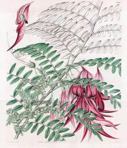 Clianthus Puniceus. Crimson Glory-Pea. Tab. 3584 - New Zealand Neuseeland / Pflanze Planzen plant plants / flo