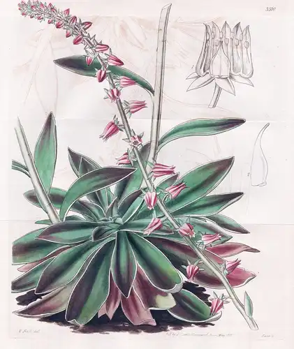 Echeveria Racemosa. Racemed Echeveria. Tab. 3570 - Mexico Mexiko / Pflanze Planzen plant plants / flower flowe