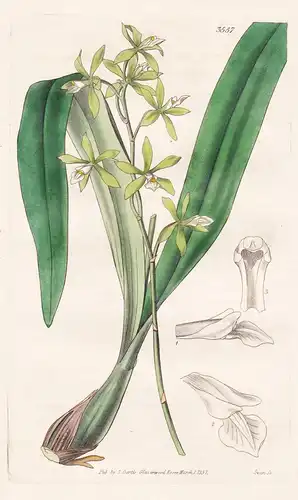 Epidendrum Chloroleucum. Green and White-Flowered Epidendrum. Tab. 3557 - Pflanze Planzen plant plants / flowe