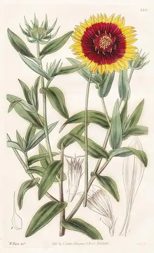 Gaillardia Bicolor; var. Drummondii, integerrima. Two-Coloured Galardia; Drummond's entire-leaved variety. Tab