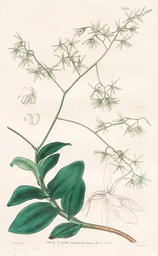 Epidendrum Diffusum. Spreading Epidendrum. Tab. 3565 - Jamaica Jamaika / Pflanze Planzen plant plants / flower