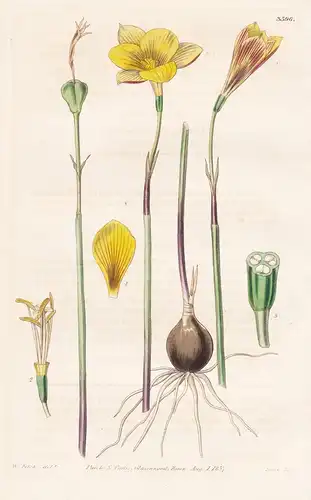 Habranthus Anersoni, var. Texanus. Anderson's Habranthus, Texas var. Tab. 3596 - Uruguay / Pflanze Planzen pla