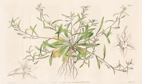 Lobelia Erinoides. Erinus-Like Lobelia. Tab. 3609 -  South Africa Südafrika / Pflanze Planzen plant plants / f