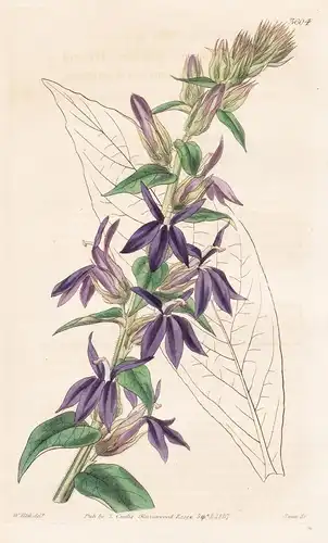 Lobelia Siphilitica; Hybrida. Hybrid var. of the Blue American Lobelia. Tab. 3604 -  Pflanze Planzen plant pla
