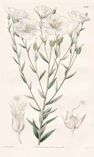 Linum Monogynum. Monogynus Flax. Tab. 3574 - New Zealand Neuseeland / Pflanze Planzen plant plants / flower fl