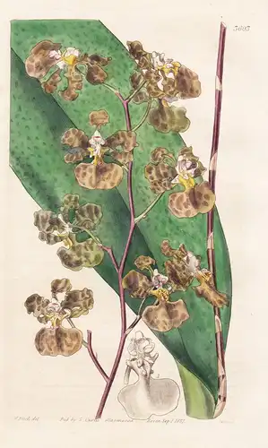 Oncidium Luridum. Dingy-flowered Oncidium. Tab. 3603 - Trinidad / Orchidee orchid / Pflanze Planzen plant plan