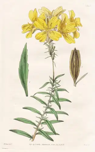 Oenothera Fruticosa, var. mabigua. Shrubby Evening Primrose. Tab. 3545 - North America Nordamerika / Pflanze P