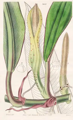 Philodendron Crassinervium. Thick-Ribbed Philodendron. Tab. 3621 - Pflanze Planzen plant plants / flower flowe