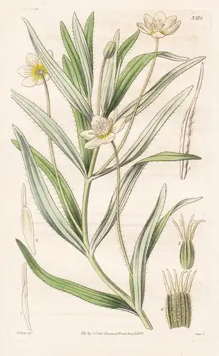 Platystemon Californicum. Californian Platystemon. Tab. 3579 - California Kalifornien / Pflanze Planzen plant