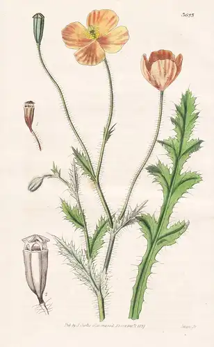 Papaver Gariepinum. South-African Poppy. Tab. 3623 - South Africa Südafrika / Pflanze Planzen plant plants / f