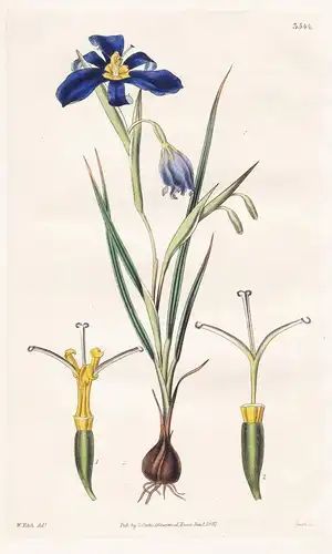Sisyrinchium Speciosum. Showy Sisyrinchium. Tab. 3544 - Chile Chili / Pflanze Planzen plant plants / flower fl