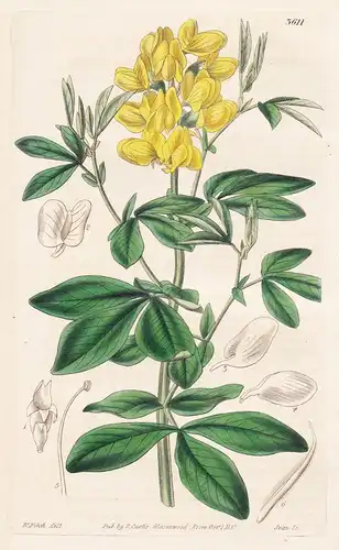 Thermposis Fabacea. Bean-Leaved Thermopsis. Tab. 3611 - Pflanze Planzen plant plants / flower flowers Blume Bl