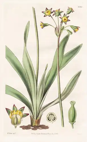 Tulbaghia Ludwigiana. Ludwig's Tulbaghia. Tab. 3547 - South Africa Südafrika / Pflanze Planzen plant plants /