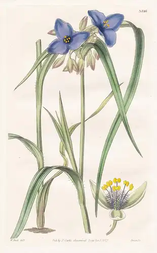 Tradescantia Caricifolia. Sedge-Leaved Spider-Wort. Tab. 3546 - Texas / Pflanze Planzen plant plants / flower