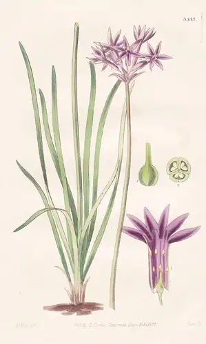 Tulbaghia Violacea. Violet-Flowered Tulbaghia. Tab. 3555 - South Africa Südafrika / Pflanze Planzen plant plan