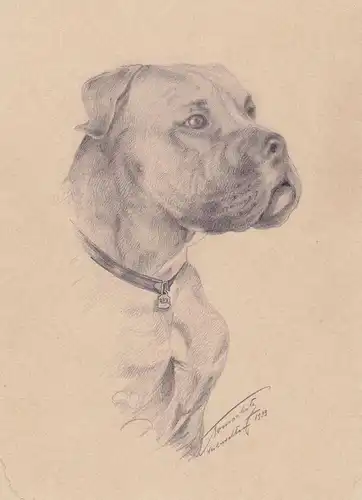 (Boxer) - Hund / dog / chien