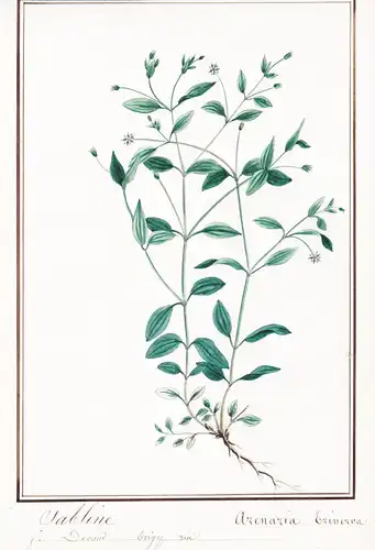 Sabline / Arenaria Trinerva - Dreinervige Nabelmiere / Botanik botany / Blume flower / Pflanze plant
