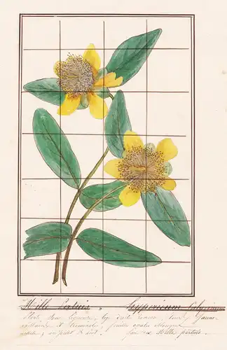 Mille Pertuis / Hypericum Calycinum - Kelchiges Johanniskraut / Botanik botany / Blume flower / Pflanze plant