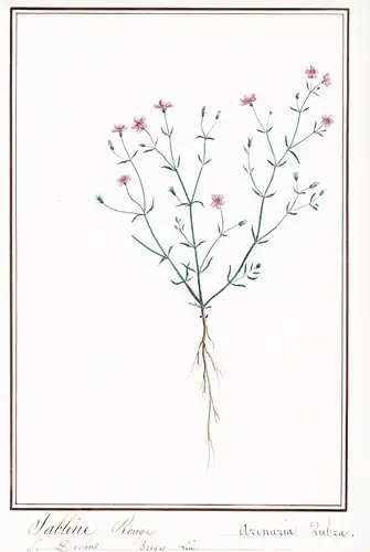 Sabline Rouge / Arenaria Rubra - Rote Schuppenmiere / Botanik botany / Blume flower / Pflanze plant