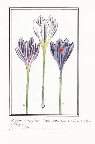 Safran a deux fleurs / Crocus - Krokus / Botanik botany / Blume flower / Pflanze plant