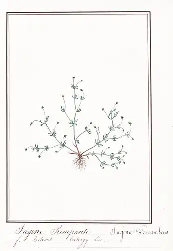 Sagine Rempante / Sagina Procumbeus - Niederliegendes Mastkraut / Botanik botany / Blume flower / Pflanze plan
