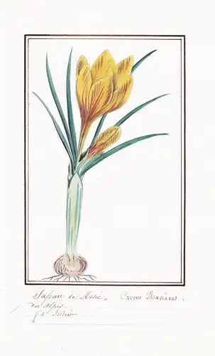 Safran de Mesie / Crocus Moesiacus - Krokus / Botanik botany / Blume flower / Pflanze plant