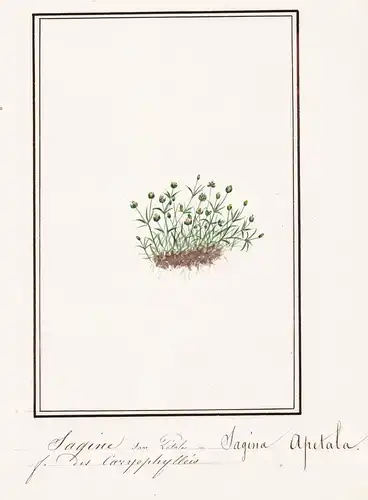 Sagine sans Petales / Sangina Apetala - Kronblattloses Mastkraut / Botanik botany / Blume flower / Pflanze pla
