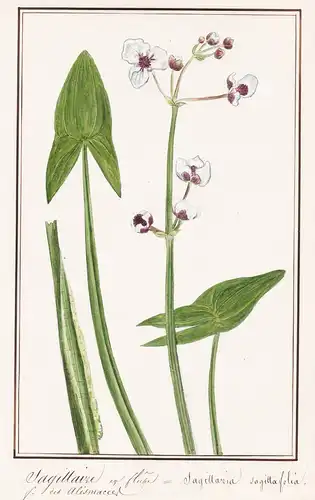 Sagittaire en Fleche / Sagittaria sagittoefolia - Gewöhnliches Pfeilkraut / Botanik botany / Blume flower / Pf