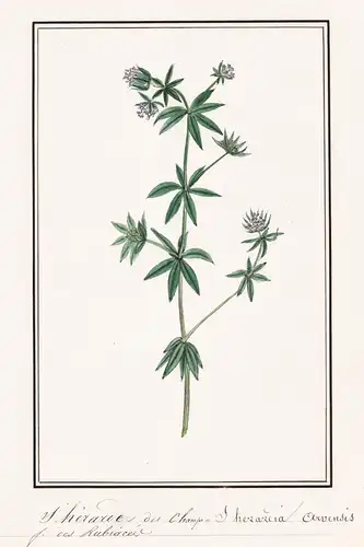 Sherarde des Champs / Sherardia Arvensis - Ackerröte / Botanik botany / Blume flower / Pflanze plant