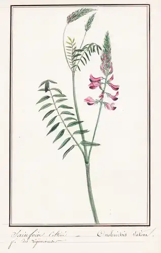 Sainfoin cultivé / Onobrichis sativa - Esparsette / Botanik botany / Blume flower / Pflanze plant