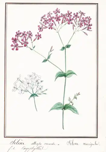 Silene attrape mouche / Silene muscipula - Fliegen-Leimkraut / Botanik botany / Blume flower / Pflanze plant
