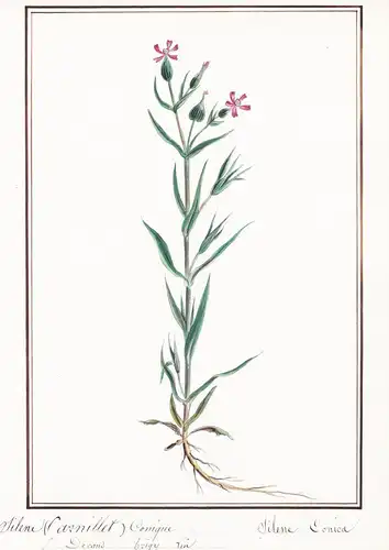 Silene carnillet conique / Silene conica - Kegelfrüchtiges Leimkraut / Botanik botany / Blume flower / Pflanze