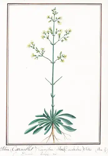 Silene carnillet parviflore / Silene cucubalus otites - Ohrlöffel-Leimkraut / Botanik botany / Blume flower /