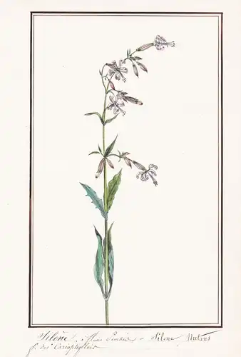 Silene a fleurs penchees / Silene nutans - Nickendes Leimkraut / Botanik botany / Blume flower / Pflanze plant
