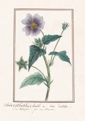 Sida Abuliton haste / Sida hastata - Botanik botany / Blume flower / Pflanze plant