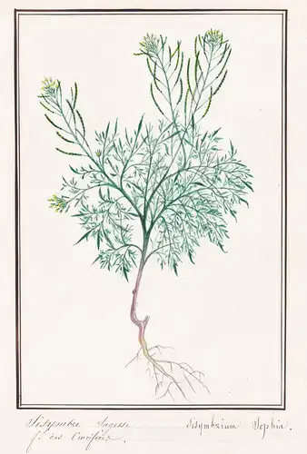 Sisymbre sagesse / Sisymbrium Sophia - Gewöhnliche Besenrauke / Botanik botany / Blume flower / Pflanze plant
