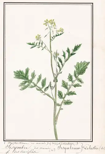 Sisymbre du marais / Sisymbrium Palustre - Rauke / Botanik botany / Blume flower / Pflanze plant