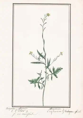 Sisymbre officinale / Sisymbrium officinale - Weg-Rauke / Botanik botany / Blume flower / Pflanze plant