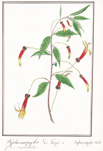 Siphocampylos de Georgie / Siphocampylus Bicolor - Botanik botany / Blume flower / Pflanze plant
