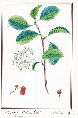 Sorbier allouchier / Sorbus aria - Echte Mehlbeere / Botanik botany / Blume flower / Pflanze plant