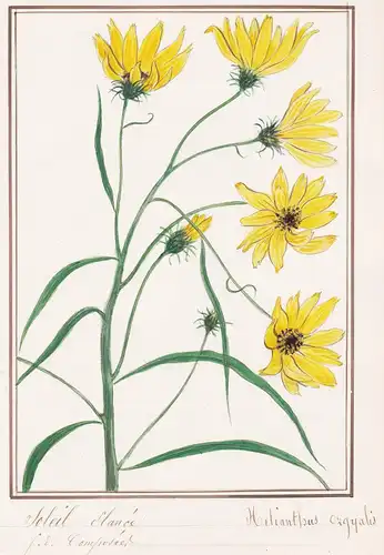 Soleil Elance / Helianthus orgyalis - Klafterlange Sonnenblume / Botanik botany / Blume flower / Pflanze plant
