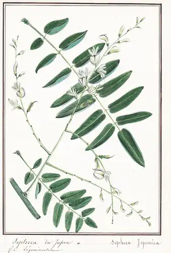 Sophora du Japon / Sophora Japonica - Japanischer Schnurbaum / Botanik botany / Blume flower / Pflanze plant