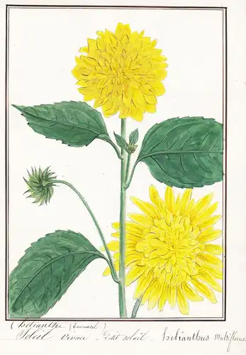 Soleil vivace / Helianthus multiflorus - Stauden-Sonnenblume / Botanik botany / Blume flower / Pflanze plant