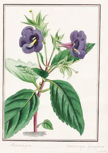 Sinningia / Sinningia youngiana - Gloxinie / Botanik botany / Blume flower / Pflanze plant
