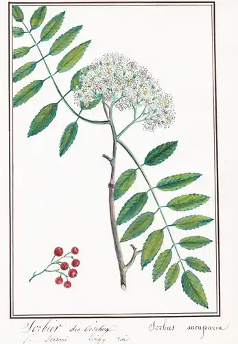 Sorbier des oiseleurs / Sorbus aucuparia - Vogelbeere / Botanik botany / Blume flower / Pflanze plant
